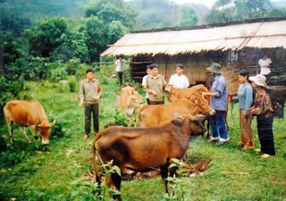 Trao tặng 55 con bò giống cho các hộ nghèo