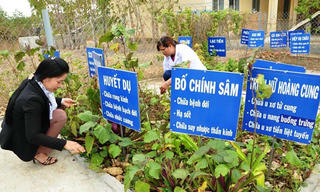 Hướng đi mới: Trồng cây dược liệu
