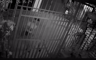 [VIDEO] Người đàn ông đạp tung cửa nhà dân, ngang nhiên trộm chó lúc rạng sáng