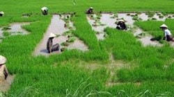 Đất nông nghiệp do xã quản lý có phải là đất công ích?