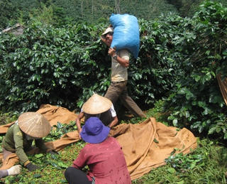 Ngành cà phê trước nguy cơ tụt hậu