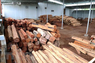 Gia Lai: Bắt giam đối tượng bán gỗ lậu cho doanh nghiệp 