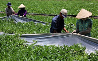 Vướng thủ tục, khó triển khai