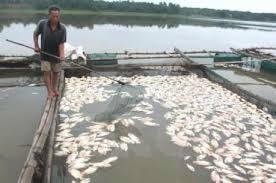 Khẩn trương tìm nguyên nhân cá nuôi lồng bè bị chết