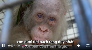[VIDEO] Đười ươi bạch tạng duy nhất trên thế giới
