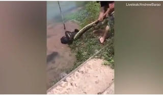 [Video] Dân làng hợp sức giải cứu chú chó bị con trăn siết chặt