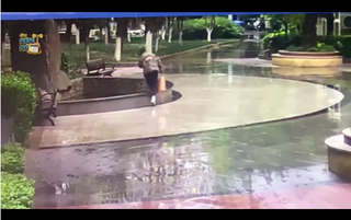 [VIDEO] Mải xem điện thoại và cái kết 'đi vào lòng đất' của nam thanh niên