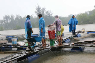 Rủi ro nghề nuôi cá lồng bè