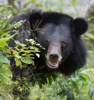 Tiếp nhận hai cá thể gấu nuôi nhốt tại nhà người dân ở Bình Dương