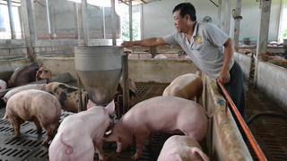 Hưng Yên: Giá lợn hơi tăng, nông dân có lãi