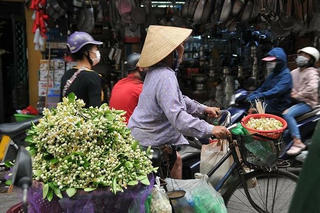 Hoa bưởi ngát hương phố Hà Nội