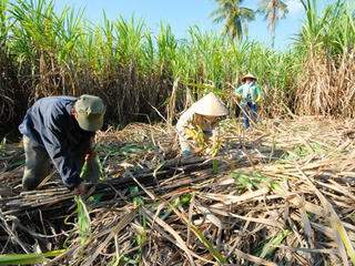 Giá mía rớt thê thảm, người dân lao đao