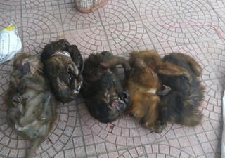 Nghệ An: Bắt hai đối tượng vận chuyển trái phép 7 cá thể khỉ mặt đỏ