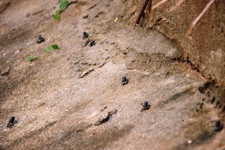 Ễnh ương xuất hiện, dân Tây Ninh lo động đất