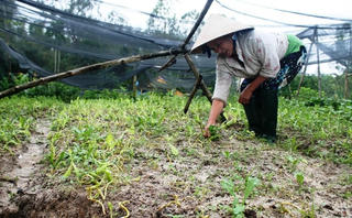 Sau lũ, giá rau tại miền Trung đắt hơn thịt