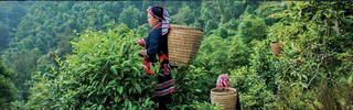 Cây chè ở Phìn Hồ