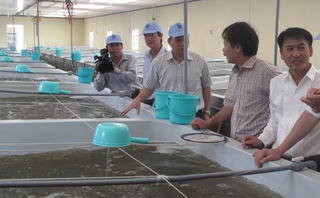 Tránh rủi ro cho con tôm