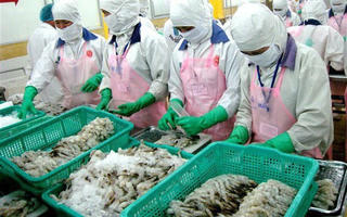 Rộng đường cho con tôm sang EU