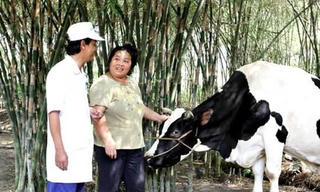 Tháng 1/2015: Vinamilk thu mua sữa bò tươi nguyên liệu của nông dân tăng gần 22%