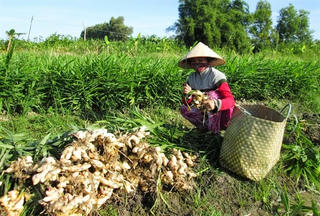 Cà Mau:  Gừng xuống giá, nông dân buồn