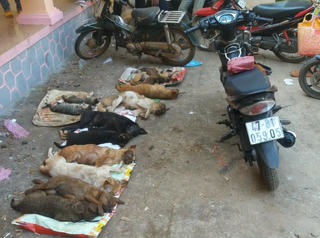 Đắk Lắk: Vây bắt nhóm đối tượng đánh bả hàng chục con chó