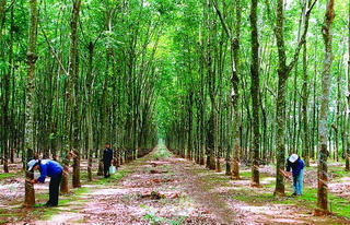 Đông Nam Bộ: Hàng nghìn ha cao su bị chặt hạ