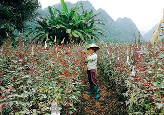 Chiềng Xôm - Sơn La: Xã đầu tiên đạt chuẩn nông thôn mới