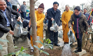 Bà Nguyễn Thị Kim Ngân trồng mai vàng tại Yên Tử