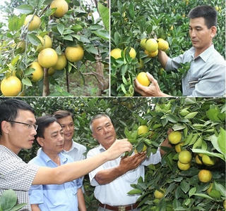 Cam Vinh sẽ được dán tem truy xuất nguồn gốc