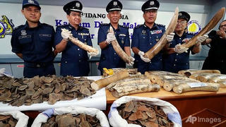 Malaysia thu giữ số ngà voi, vẩy tê tê lên tới 1 triệu USD