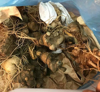 Vào đất sâm Ngọc Linh rao bán… sâm giả mạo