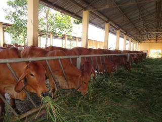 Trà Vinh: Nâng cao chất lượng đàn bò
