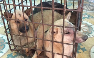 Bị bắt khi đi bán chó ăn trộm
