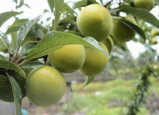 Giữ 'báu vật' cho Cao Sơn