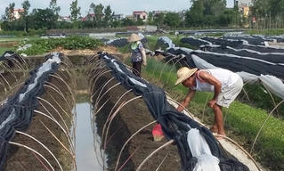 Về với ruộng đồng