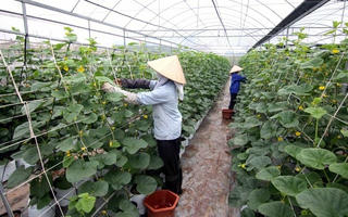 Đầu tư nông nghiệp công nghệ cao: Vẫn cần tháo gỡ nhiều rào cản