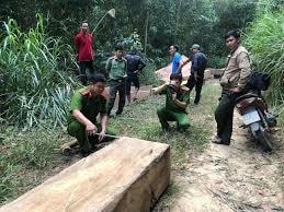 Đắk Lắk: Điều tra vụ vận chuyển gỗ lậu tại huyện M’Đrắk
