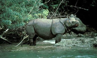 Báo động nguy cơ tuyệt chủng động vật