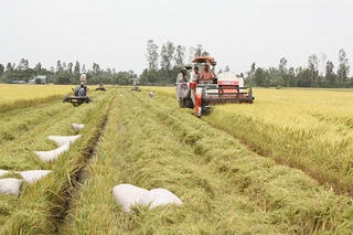 Sản lượng lúa cả năm 2015 đạt hơn 45 triệu tấn