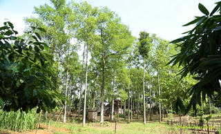 Mùa vàng ở Mường Vang