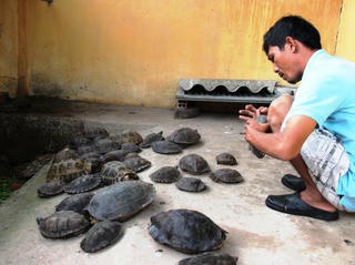 Tây Ninh: Tạm giữ 66 cá thể rùa nhập lậu