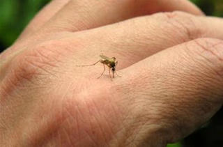 Nỗi lo sốt xuất huyết Dengue