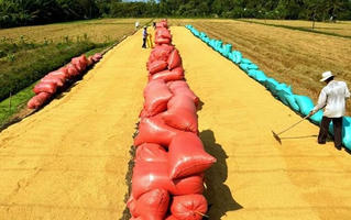 Theo dõi sát tình hình sản xuất, xuất khẩu gạo