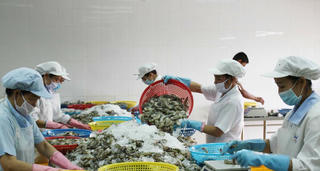 Tiếp sức cho ngành tôm