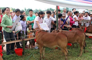 Gia Lai: Trao tặng bò giống sinh sản cho các hộ nghèo xã An Thành