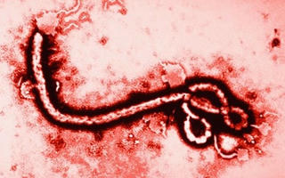 Giám sát chặt, ngăn chặn dịch Ebola xâm nhập