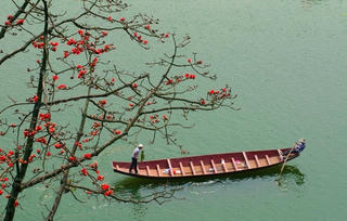 Tháng Ba - mùa hoa gạo