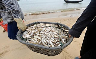 3 Bộ công bố mức độ an toàn môi trường biển miền Trung: Chưa ăn được tôm, cua, cá tầng đáy