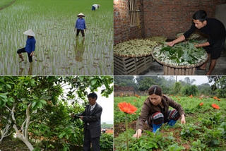 Xây dựng nông thôn mới:  Khai thác thế mạnh của từng địa phương