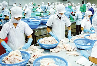 Xuất khẩu cá tra chế biến chỉ chiếm 1, 11%